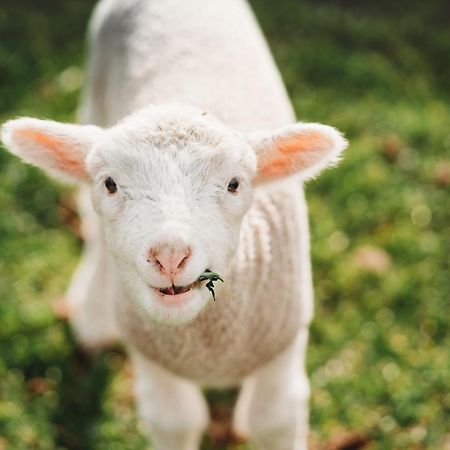 Freshwater Creek Cottages & Farm Stay Torquay Exteriér fotografie