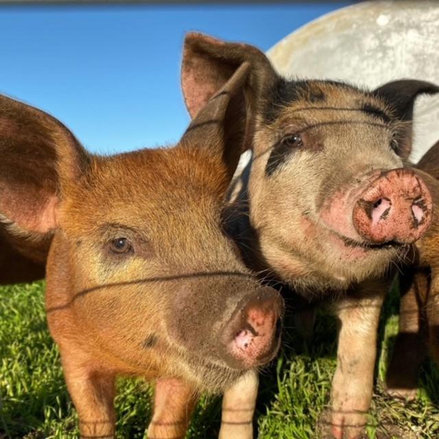 Freshwater Creek Cottages & Farm Stay Torquay Exteriér fotografie