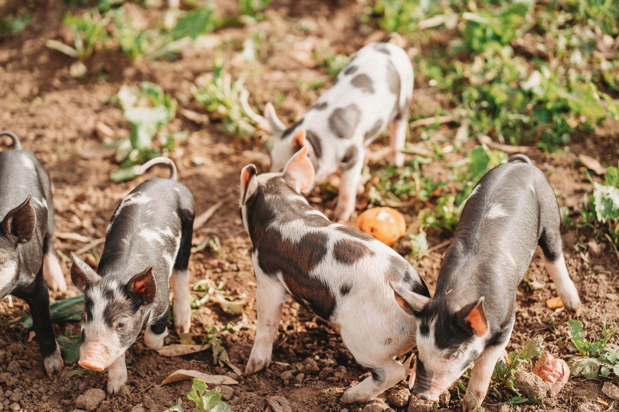 Freshwater Creek Cottages & Farm Stay Torquay Exteriér fotografie