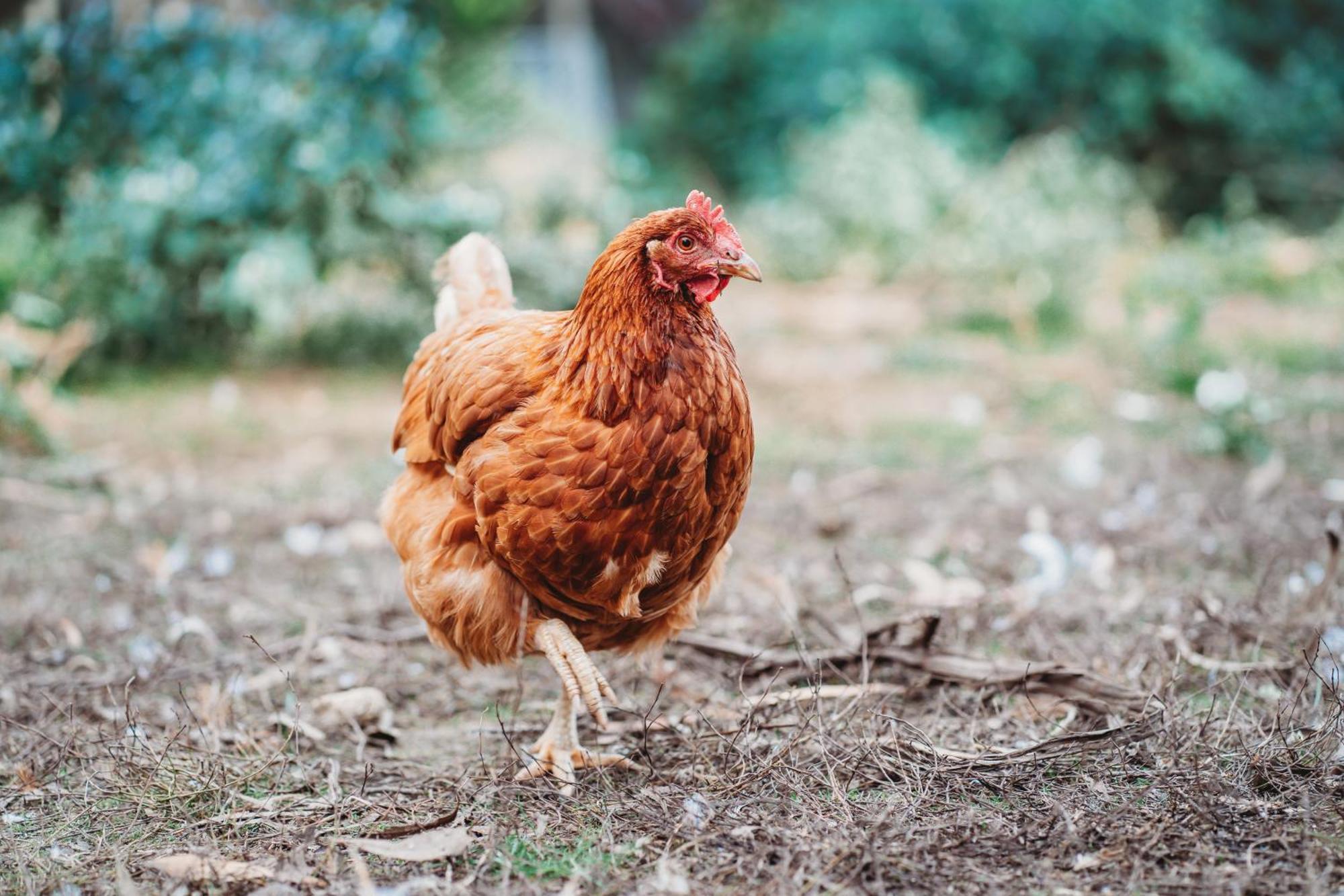 Freshwater Creek Cottages & Farm Stay Torquay Exteriér fotografie