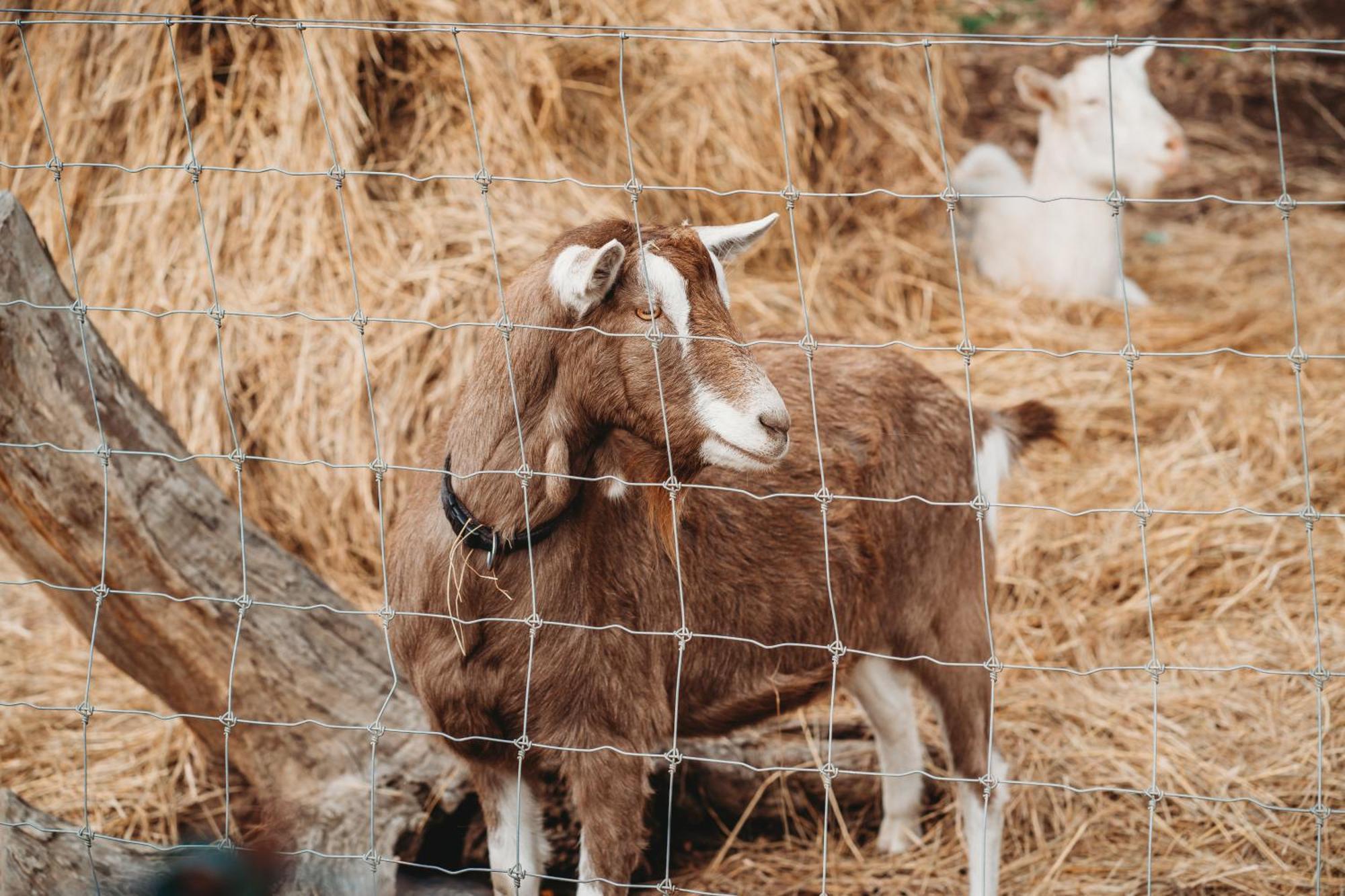Freshwater Creek Cottages & Farm Stay Torquay Exteriér fotografie