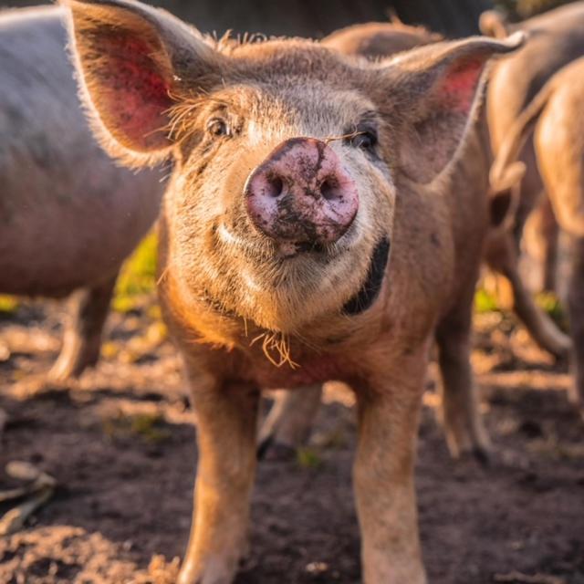 Freshwater Creek Cottages & Farm Stay Torquay Exteriér fotografie