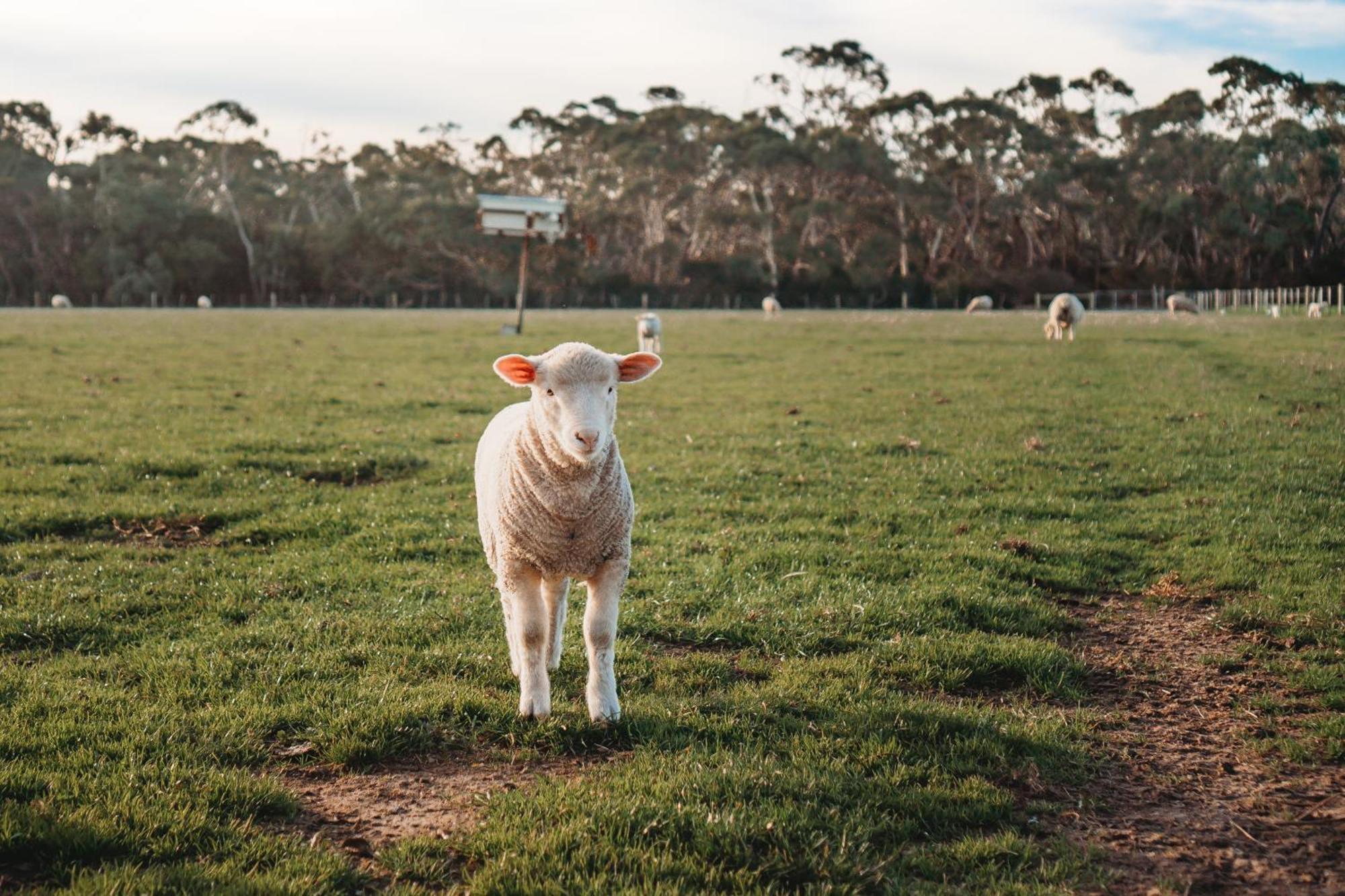 Freshwater Creek Cottages & Farm Stay Torquay Exteriér fotografie
