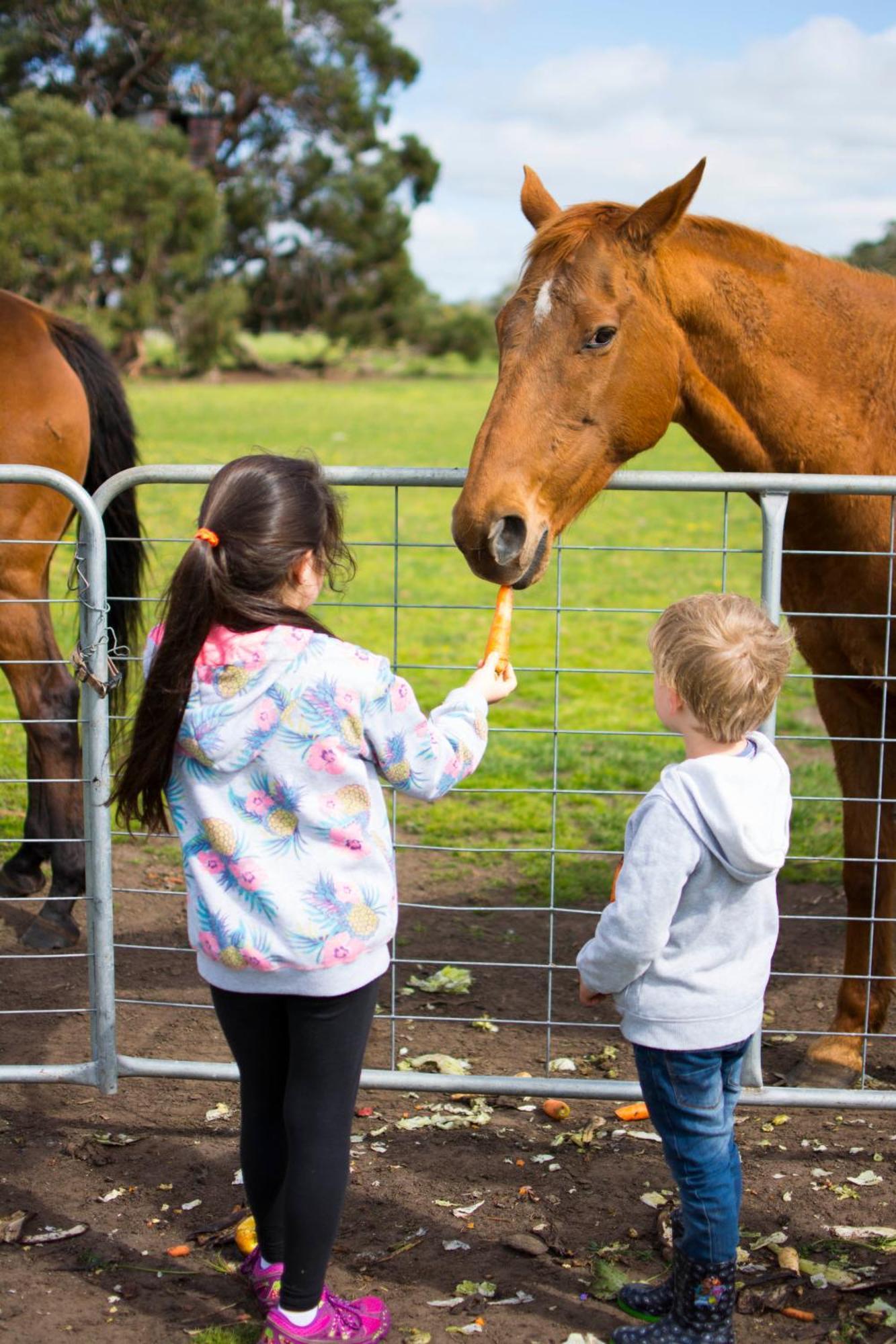 Freshwater Creek Cottages & Farm Stay Torquay Exteriér fotografie