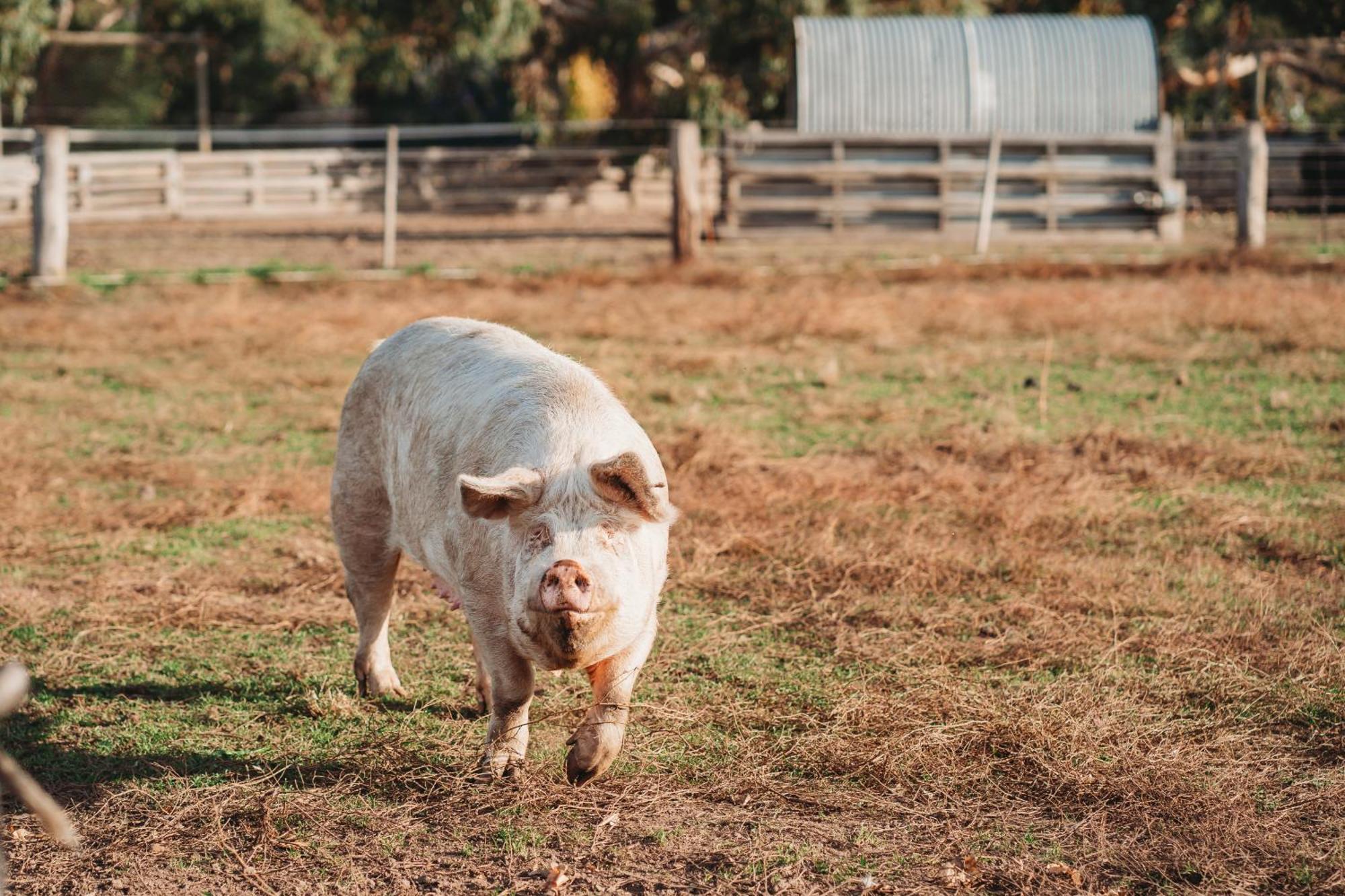 Freshwater Creek Cottages & Farm Stay Torquay Exteriér fotografie