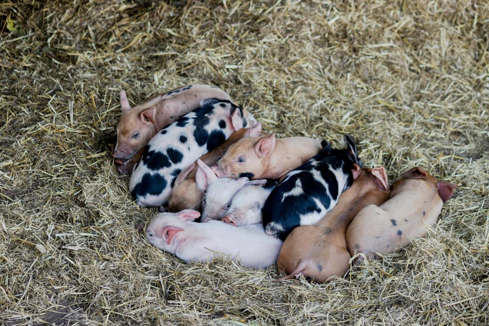 Freshwater Creek Cottages & Farm Stay Torquay Exteriér fotografie