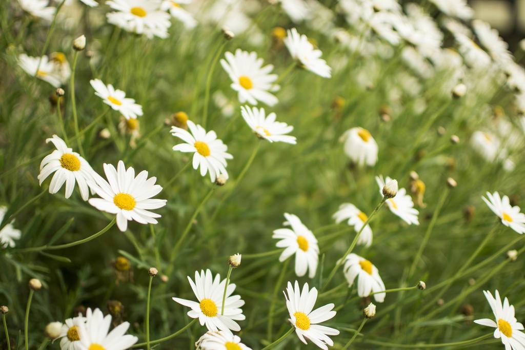 Freshwater Creek Cottages & Farm Stay Torquay Pokoj fotografie