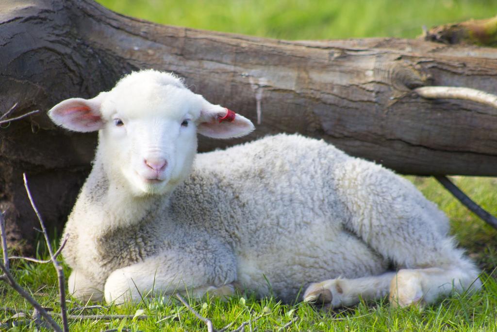 Freshwater Creek Cottages & Farm Stay Torquay Exteriér fotografie