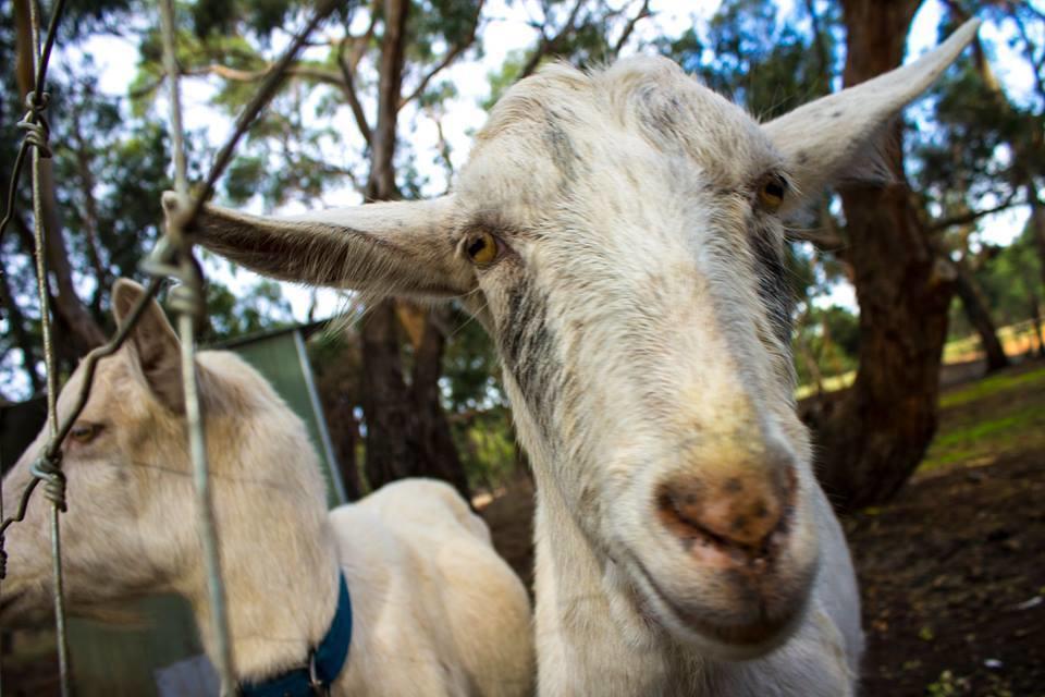Freshwater Creek Cottages & Farm Stay Torquay Exteriér fotografie